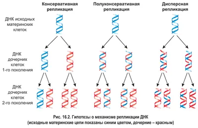 Нить ДНК оказалась очень гибкой и подвижной