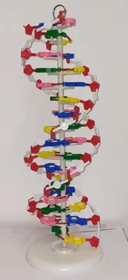 Деревянный значок «Цепочка ДНК» для врачей от August Wood