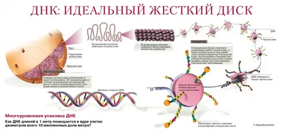 спираль ДНК разрыв молекулы или атома абстрактная структура для науки  медицинское образование вектор, спираль, спираль ДНК, днк стенд фон  картинки и Фото для бесплатной загрузки