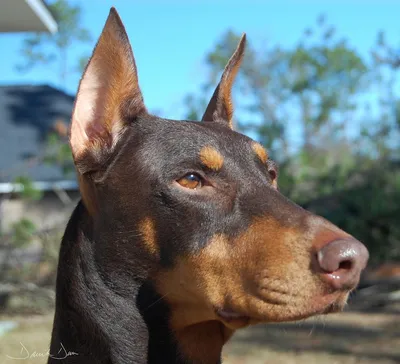 Доберман-пинчер (фото): всё об особенностях беззаветно преданной хозяину  породы Смотри больше http://kot-pes.com/doberman-… | Doberman pinscher dog,  Doberman, Dogs