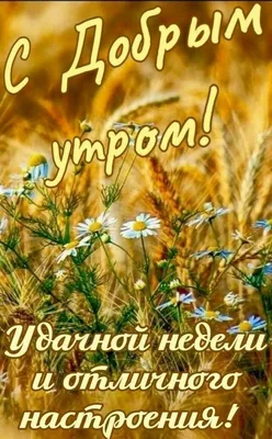 Открытки \"Доброго утра августа!\" бесплатно (151 шт.)