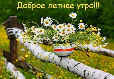 Летнее 🍃🌺🦋🌺🌿 Утро доброе! | Good morning photos, Good morning, Plants