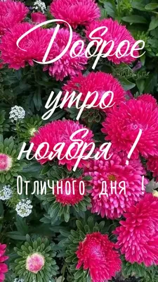 Доброго Ноябрьского утра! Наступил Ноябрь, серый и озябший. 🍂 |  Открытки-Пожелания от Анны Холод | Дзен