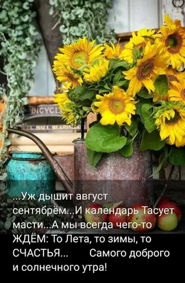 Август! 🍃🌻 🍏🌸🍎 🌻🍃 | Доброе утро, Цитаты про лето, Привет, август