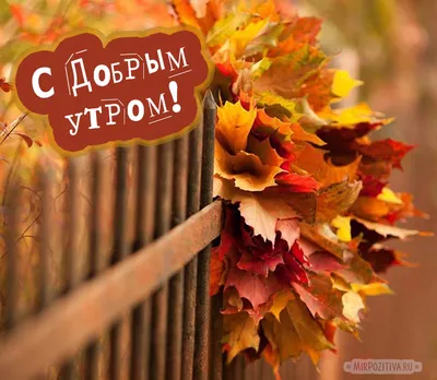 доброеутро #осень #воскресенье | TikTok