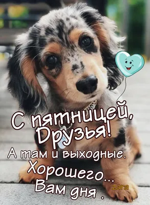 Доброе утро! ☺️ — Милые животные на DTF