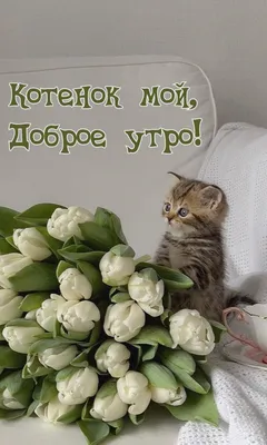 Доброе утро! Милый котёнок мейн-…» — создано в Шедевруме