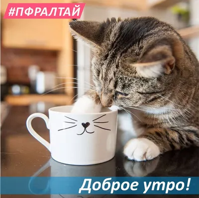 Постер \"Доброе утро, котёнок\"