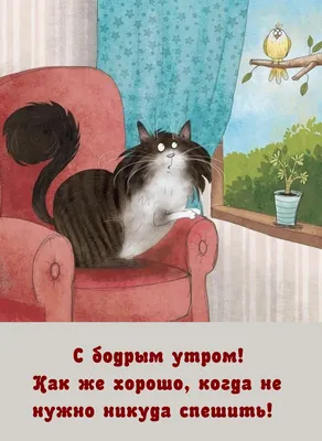 Жизнь и заметки | Кот говорит вам: Доброе утро! 🤣 #кот #коты #доброеутро |  Дзен