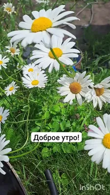 ☀️🌴😄 Картинки с добрым летним утром - скачать (245 шт.)