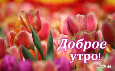 С добрым утром,ЛЮБИМАЯ МАМОЧКА! Доброе утро! Нежное пожелание доброго утра!  Открытка с добрым утром! - YouTube