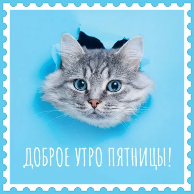 Пятница доброе утро! #доброеутро #пятница | TikTok