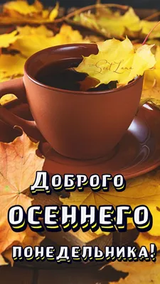 Осень 🍂 Понедельник | Осень, Цитаты про утро понедельника, Доброе утро