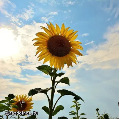 Доброе утро понедельника,друзья !✨🌸🍁 Вчера у нас шел мелкий моросящий  дождик,а сегодня утром солнечно ,птички поют,природа посвежела после… |  Instagram