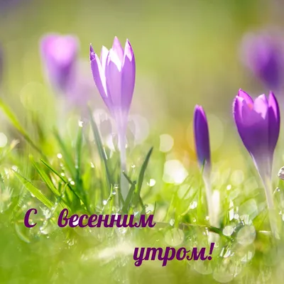 X 上的 Персонал Консалтинг：「Доброе весеннее утро!!! #доброеутро #хорошегодня # весна #прекрасногонастроения #персоналконсалтинг #трудоустройство  #работавсаратове https://t.co/FoWmpYbbVe」 / X