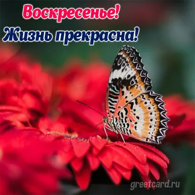 ВОСКРЕСЕНЬЕ. ДОБРОЕ УТРО ДРУЗЬЯ... - Позитив Юмора и Природы | Facebook