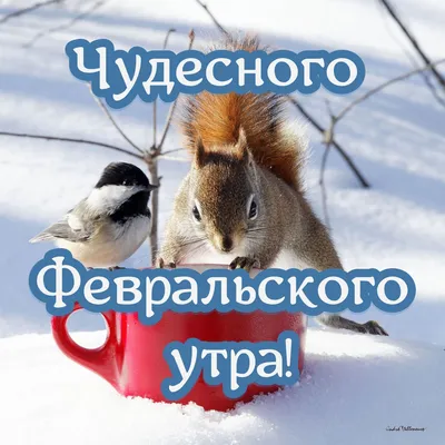 Открытки \"Доброго утра февраля!\" бесплатно (152 шт.)