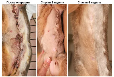 Удаление опухоли молочной железы у кошки цена в Москве | Мастэктомия у кошек  стоимость операции