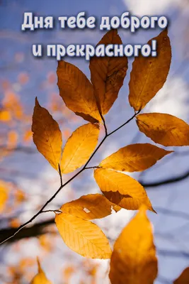 Добрый день, на окне чай, цветы, …» — создано в Шедевруме