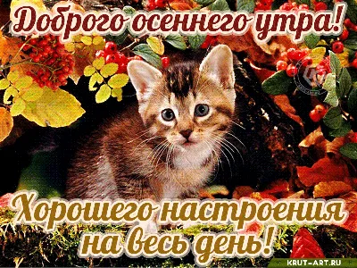 Сегодня уже последний день осени 2020 г.😃 С чем мы, ВАС ПОЗДРАВЛЯЕМ!!!  🍁🍂🌨❄ Все ближе дыхание зимы,.. | ВКонтакте