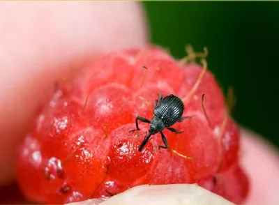 Долгоносик Magdalis (Edo) angulicollis Boh. (Curculionidae) - фото М.Э.  Смирнова