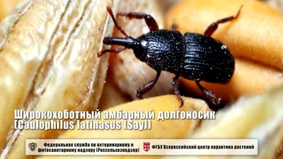 Долгоносик зеленый листовой / Phyllobius viridiaeris