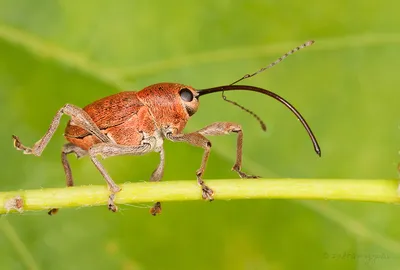 Обыкновенный ивовый долгоносик Lepyrus capucinus (Schaller, 1783)