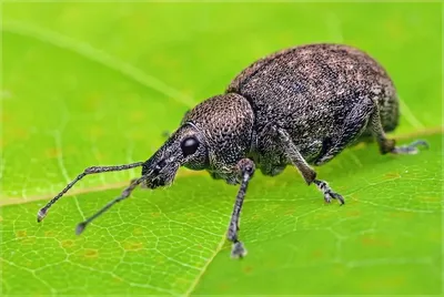 Долгоносик мраморный (Cyphocleonus dealbatus)