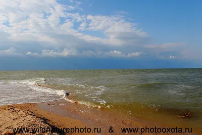 Отдых на Азовском море: плюсы и минусы побережья, Ейск, Таганрог - 4  августа 2023 - 93.ru