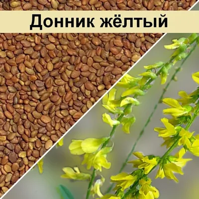 Семена Донника желтого - Сидераты - купить у производителя Мульча.рф