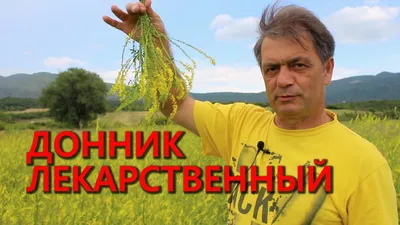 Донник лекарственный трава (донник желтый) (ID#30869253), цена: 60 ₴,  купить на Prom.ua