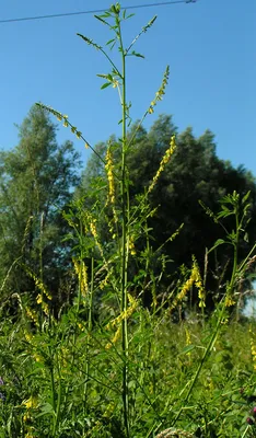 Донник лекарственный (Melilotus officinalis) ⋆ Сорные растения