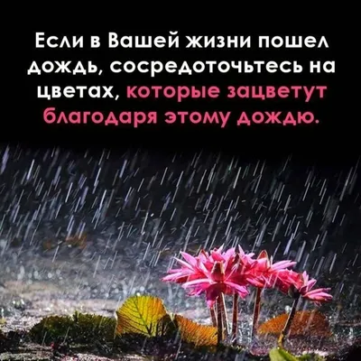 1,884 отметок «Нравится», 13 комментариев — Статусы Со смыслом (@citativk)  в Instagram: «Мы всегда стараемся для Вас. П… | Жизненная мотивация, Слова,  Мудрые цитаты