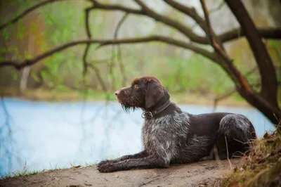 Дратхаар: все о 🐕 собак, характер, содержание, дрессировка, уход