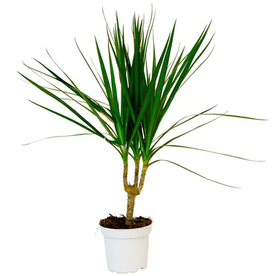 Драцена маргината - Dracaena marginata. Уход за драценой маргината,  выращивание