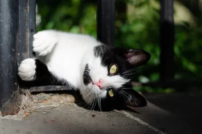 Дратути»: кот поразил владельцев необычным приветствием