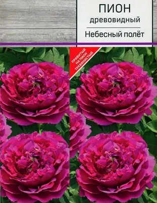 Пион древовидный (20 семян). купить, отзывы, фото, доставка - СПКубани |  Совместные покупки Краснодар, Анапа, Новороссийск, Сочи, Краснодарский край