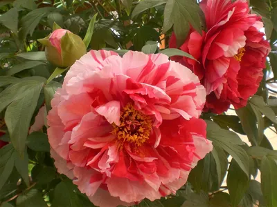 Пион древовидный оранжевый (Paeonia Suffruticosa) сажен 2год  (ID#1416665910), цена: 780 ₴, купить на Prom.ua