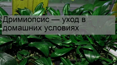 Пересадка комнатного растения дримиопсис, цветка, требующего пересадки, в  новую почву и цветочный горшок, крупный план листьев корини и луковиц  растений | Премиум Фото