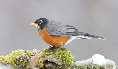 American robin -Странствующий Дрозд. Фотограф Etkind Elizabeth