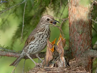 Черноклювый дрозд (ignobilis/goodfellowi) - eBird