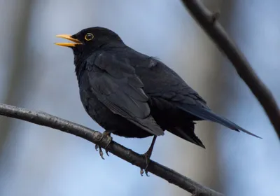 Черноклювый дрозд (ignobilis/goodfellowi) - eBird