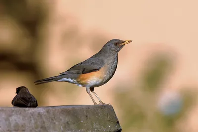 File:Черный дрозд (Turdus merula) в Александровском парке ГМЗ \"Царское  Село\".jpg - Wikimedia Commons