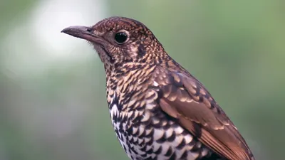 Чёрный дрозд (Turdus merula) - Picture Bird