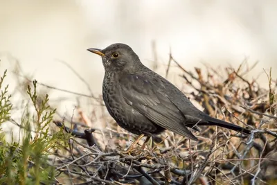 Бурый дрозд x Дрозд Науманна (гибрид) - eBird