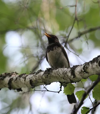 Большой дрозд (Turdus fuscater) - Picture Bird