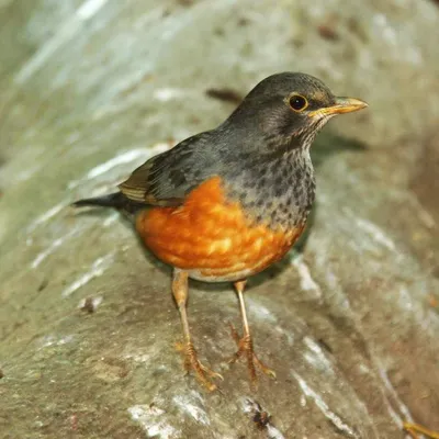 Странствующий дрозд -American robin. Photographer Etkind Elizabeth