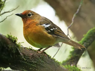 Чернозобый дрозд (Turdus atrogularis) - Picture Bird