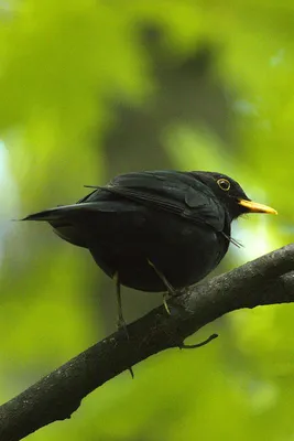 Оранжевый дрозд [группа piaggiae] - eBird