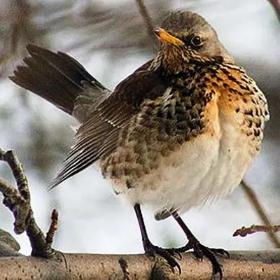 Певчий дрозд (Turdus philomelos). Птицы Сибири.